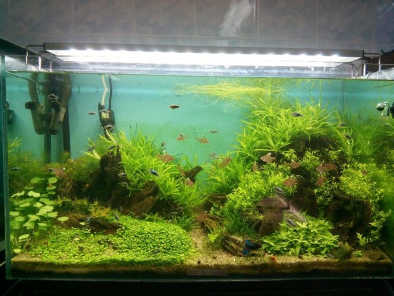 Akvarium-akvaskejp.-954x716